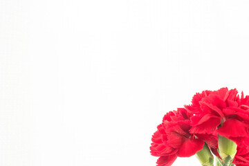 カーネーションの赤い花を白背景で撮影06