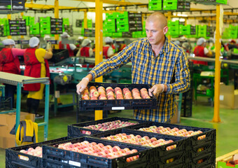 Man holding plastic fruit box full of peaches in sorting room