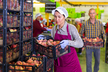 Woman and man loading harvested peaches