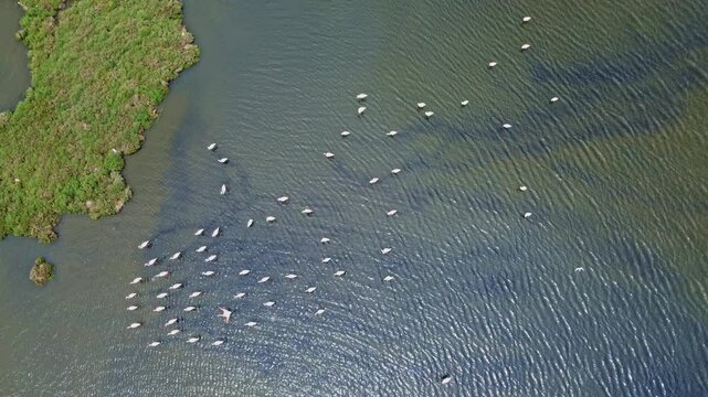 Flock of Flamingos