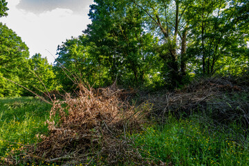 Grünschnitt Halde im Frühjahr