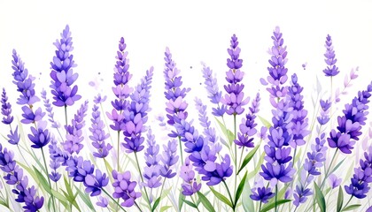 Lavender Flowers Border with White Background.