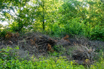 Grünschnitt Halde im Frühjahr