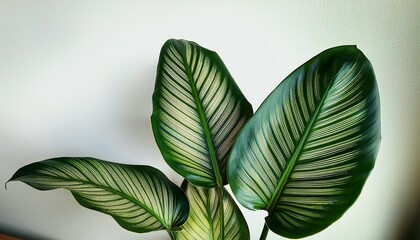 Obraz premium close up of calathea orbifolia leaves in front of a plain background calathea orbifolia tropical plant green leaves