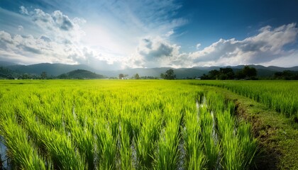Obraz premium lush green rice paddy field under a bright sky
