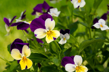 Naklejka premium Viola tricolor plant with purple, yellow and white flowers. Wildflower garden, flower gardening, and plant care concept.
