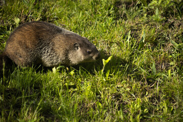groundhog walking around eating in backyard