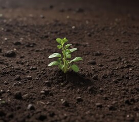 Pea sprout pushing through rich dark soil, early growth stage,  spring,  macro,  nature