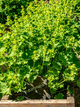 Kr&auml;utergarten mit K&uuml;chenkr&auml;utern