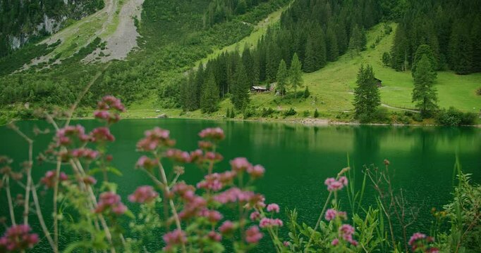 Vibrant alpine lake Gosausee with flowers in the foreground and forested mountains in the background