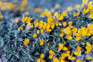 A field of yellow flowers with some brown stems