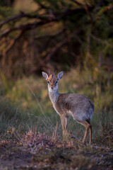 Dik-dik Antelope in the Shadows