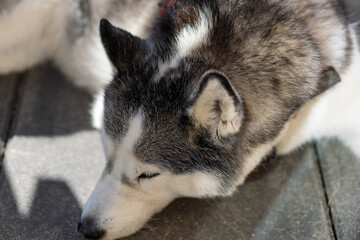 A dog is laying on a concrete floor with its head resting on its paws
