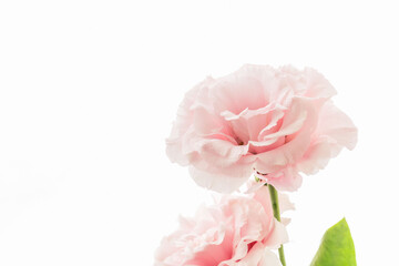 ユーストマのピンクの花を白背景で撮影02