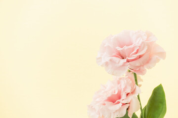 ユーストマのピンクの花をベージュ背景で撮影05