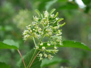 Amur Maple flowers blooming in the backyard, Colorado