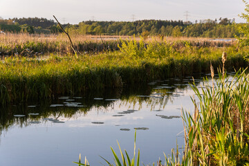 A river with a lot of grass and weeds on the banks