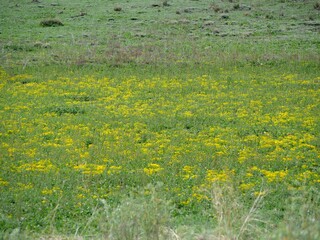 Carpet of Golden Banner flowers in a spring grassland, Colorado