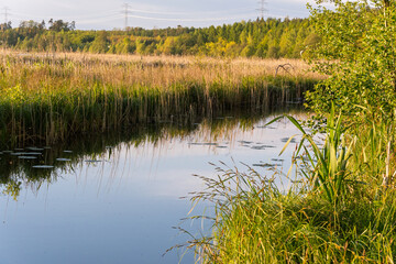 A field of tall grass with a river running through it