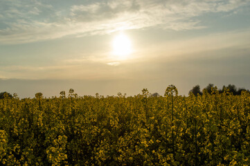 Obraz premium rzepak podczas zachodu słońca