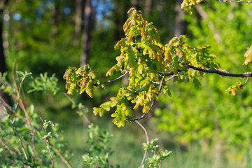A tree with green leaves and brown spots