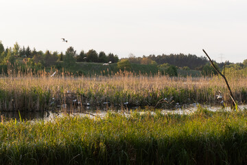 A field of tall grass with a few birds flying in the sky