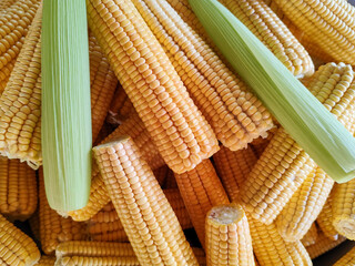 Pile of raw corn cobs after harvest, ripe corn on the cob with yellow and clean kernels