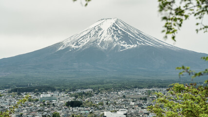 Fototapeta premium Iconic Mount Fuji seen through blooming branches on a bright spring day
