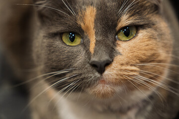 A cat with a green eye and a black nose