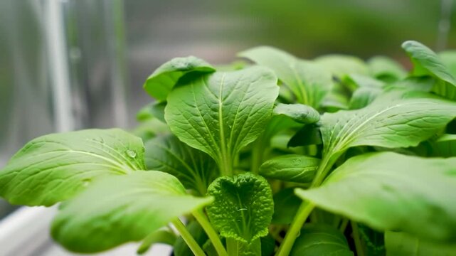Vibrant Green Bok Choy: Close-up of lush, healthy bok choy leaves, displaying intricate veining and a spectrum of green hues in a detailed photorealistic.
