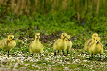 Adorable goslings on a grassy field with daisies