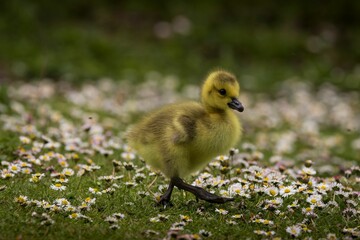Gosling in a Field of Daisies