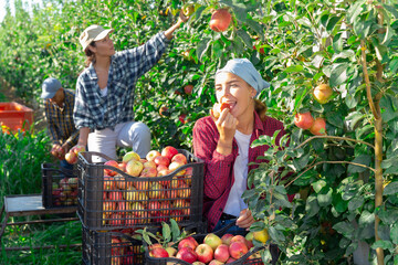 Fototapeta premium Three workers harvesting apples in plantation. Girl have picked one apple and eating it.