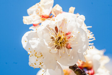 梅の花