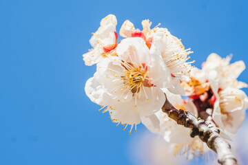 梅の花
