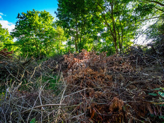 Grünabfälle im Frühjahr