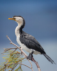 Pied Cormorant Bokeh