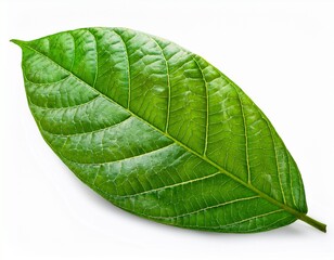green cocoa leaf isolated on a white background
