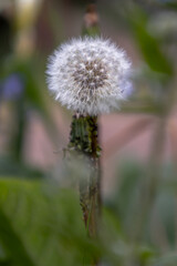 Fascinating of Fresh white Dandelion flowers on nature background. Fluffy flower. Fluffy dandelion head, use it as your Wallpaper, Poster and Copy space, Selective focus.