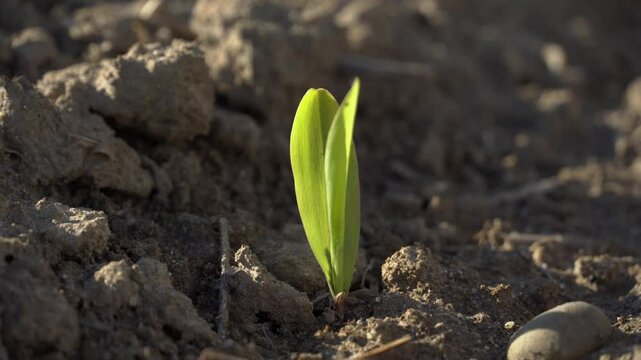 Newly Sprouted Corn Seedling Growing in Cloddy Soil on a Sunny Day