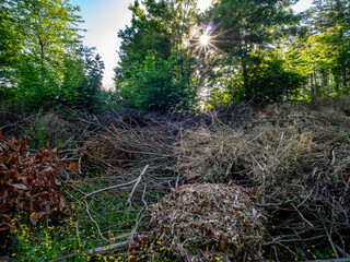 Grünabfälle im Frühjahr