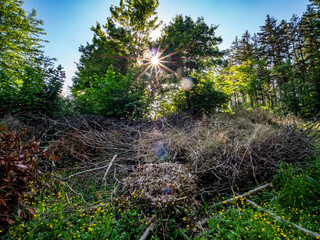 Fototapeta premium Grünabfälle im Frühjahr