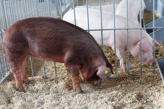Purebred pigs Duroc in a stable on the farm
