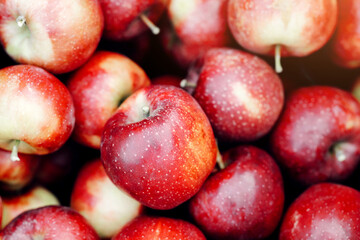 Excellent harvest of juicy fresh eco fruits, organic farming. Trade, successful business. A lot of delicious fresh red apples in plantation, warehouse or store, outdoor, copy space, close up, top view