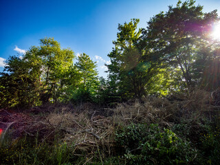 Grünabfälle im Frühjahr