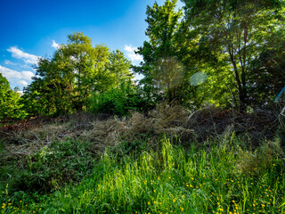Grünabfälle im Frühjahr