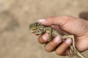 hand holding chameleon (Calotes versicolor). catching garden chameleon