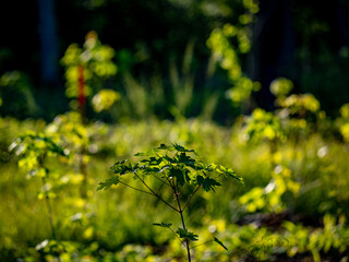 Wiederaufforstung im Mischwald mit System