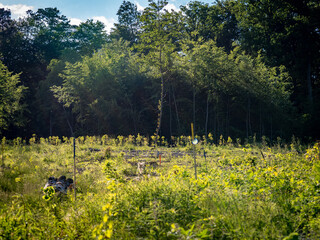 Wiederaufforstung im Mischwald mit System