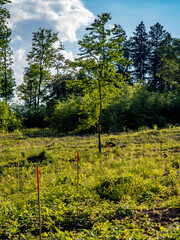 Wiederaufforstung im Mischwald mit System